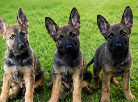Belgian Maliois x German Shepherd Puppies