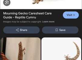Lf 1 mourning gecko