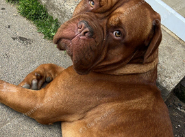 Kc Dogue de Bordeaux  (male)