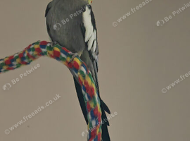 Loving hand tame cockatiel