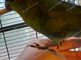 Tame cock kakariki.