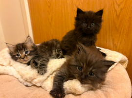 Maincoon X Ragdoll babies