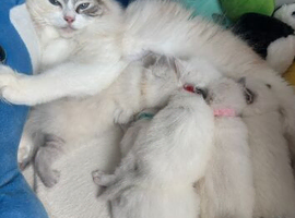 2 Beautiful Purebred Ragdoll Kittens for Sale