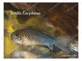 Similis corydoras &pound;6 each or 2 for &pound;10