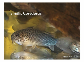 Similis Corydora &pound;6 each or 2 for &pound;10
