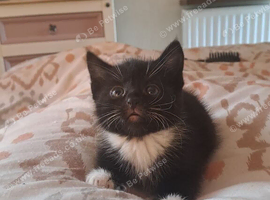 Kitten 1 left
