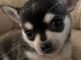 ONE REMAINING BOY Rare Tiny Pedigree Chihuahua Puppies