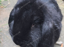 French lop does