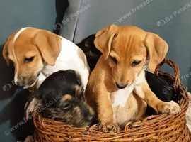 Adorable Jack Russel Puppies