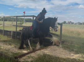 Bombproof blagdon cob gelding 14.2h