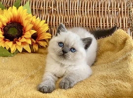 ABSOULETLY BEAUTIFUL PURE BRED BSH (READY NOW)
