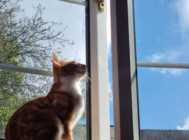 7 kittens to be rehomed