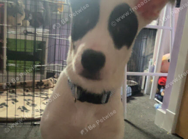 Aspen looking for a new home