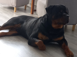 Rottweiler for stud