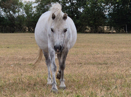 Welsh Section mare