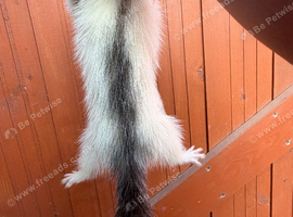 Angora ferrets