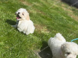 Maltese puppies