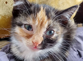 Siamese X Maine coon baby girl ready now Bristol