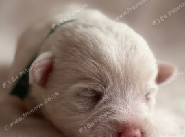 West Highland Terrier Pups For Sale