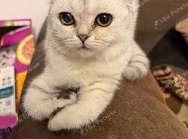 Title Adorable Scottish fold/ Scottish straight Pure Breed