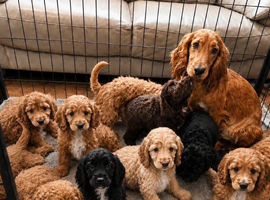 Beautiful Cockapoo Puppies - Ready Now