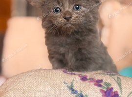 Beautiful long coat male kitten