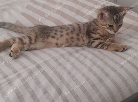 Half Bengal kittens female