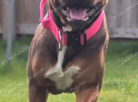 Dog
