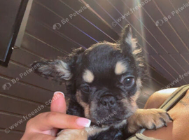 Puffy French bulldog