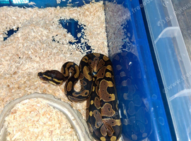 Baby het pied royal pythons
