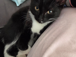 15 week old kitten  black and white