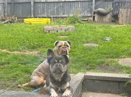 Fluffy frenchie