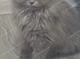 Beautiful Persian blue baby