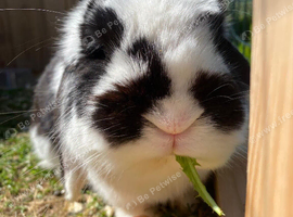 Male rabbit looking for forever home