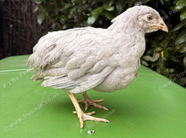 Lavender Leghorn Growers (Unsexed)