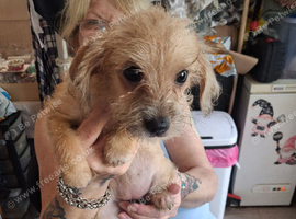 Miniture dachshund x shih tzu puppies
