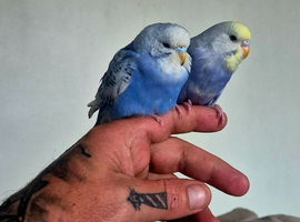 Budgies for new perch
