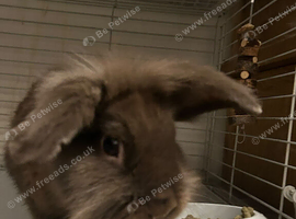 Male lionhaired brown rabbit for sale.
