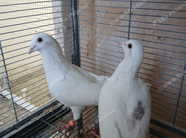 Pair of white racers