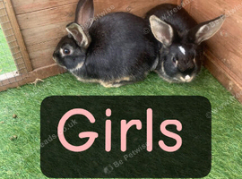 Baby rabbits