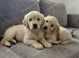Golden retriever puppies