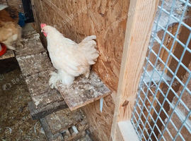 Free 2 male white pekins