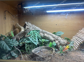 Looking to sell and rehome our beared dragon