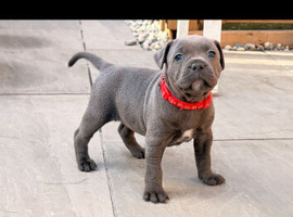 Blue staff pups kc & health clear