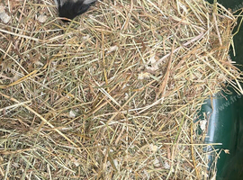 2 female guinea pig babies