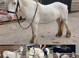 Beautiful project pony