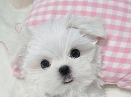 Teacup korean maltese pups