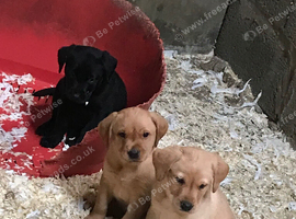 Labrador puppies