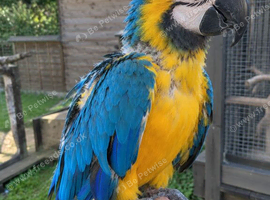 Handreared Baby blue and gold