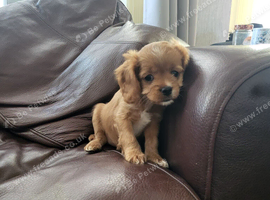 Cavapoo puppies for sale